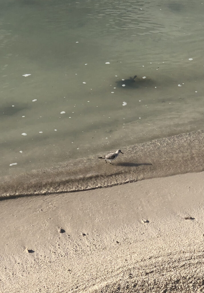 Photo by Erika Heffernan Day 315 857 AM at Smather’s Beach Boardwalk Key West. Vertical, Sandpipper bird walking the edge of the ocean beach sand