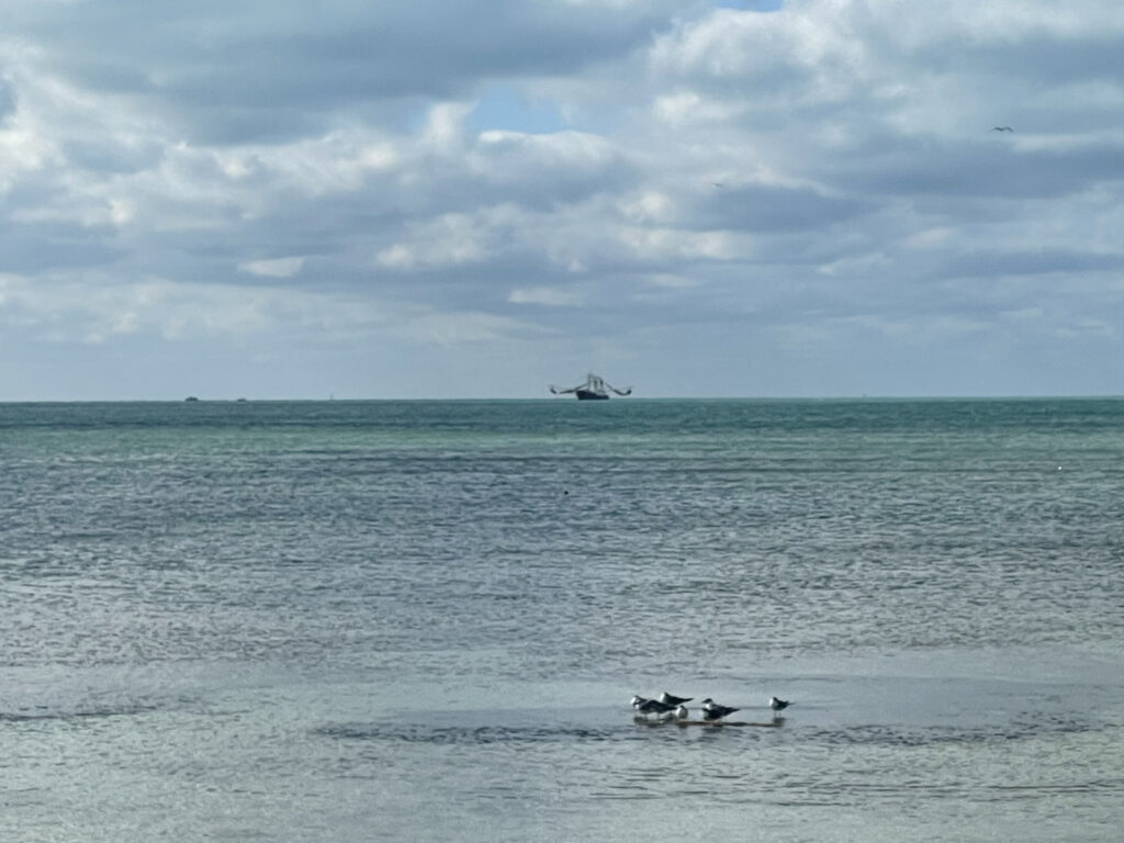 Photo by Erika Heffernan Day 343 9:24 am at Smather’s Beach Boardwalk Key West. Horizontal, Blue gray ocean with puffy clouds overhead and a shrimp boat in the distance. In the foreground lots of little birds on a sandbar  